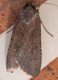 Pearly Underwing
